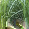 Organic Lemongrass Leaves Fresh Cut - 1 lb Edible Herb for Tea & Cooking - Image 1