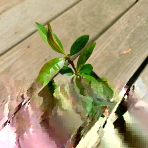 Cameo Flowering Quince Plant – Chaenomeles Speciosa Live Plant – 4 inch Pot – Bush/Shrub - Image 1