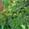 Jostaberry Orus 8 Gooseberry Bush Cuttings - Set of 12 Unrooted for Planting - Image 1