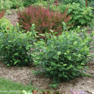 Hybrid Poplar Tree Cuttings - Set of 12 Unrooted Populus x canadensis - Image 2