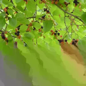 Red Mulberry Tree Cuttings - Set of 12 Unrooted Morus spp. Fast Growing - Image 2