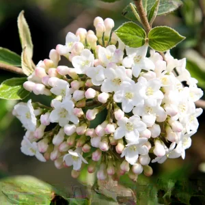 Mohawk Viburnum Live Plant - Viburnum × burkwoodii 'Mohawk' - 24-36 Inches Tall - Outdoor Deciduous Shrub - Image 2