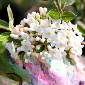 Mohawk Viburnum Live Plant - Viburnum × burkwoodii 'Mohawk' - 24-36 Inches Tall - Outdoor Deciduous Shrub - Image 5