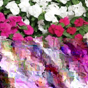 Vinca F-1 Mix Flower Seeds - 500 Seeds - Pink, Purple, White - Outdoor Annual - Image 3