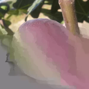 Chicago Hardy Fig Live Plant - Ficus carica - 14+ Inches Tall - Edible Fruit - Indoor/Outdoor - Image 1