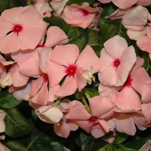 Vinca Sunsplash Apricot Seeds - 500 Seeds, Pink Flowering Annual for Outdoor - Image 3