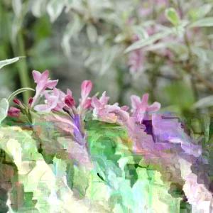 Variegated Weigela Live Plant - Weigela florida 'Variegata' - 12+ Inches Tall - Bare Root Outdoor Shrub - Image 2