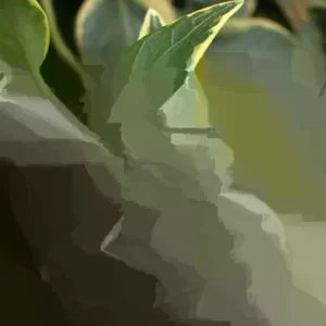 Variegated Vinca Live Plant - 12 Perennial Starter Plants - Outdoor Ground Cover - Image 1