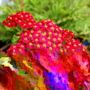 Vintage Red Yarrow Perennial Live Plant - Edible - 6+ Inches - Set of 2 - Image 4