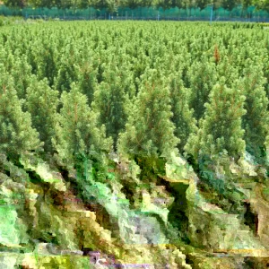 Dwarf Alberta Spruce Picea glauca 'Conica' Live Starter Plant 4+ Inches - Image 2