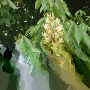 Yellow Buckeye Live Plant – Aesculus flava – 16+ Inches Tall – Bare Root Tree – Outdoor - Image 3