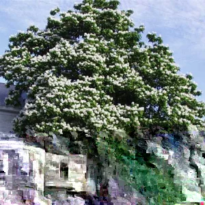 Northern Catalpa Tree Seeds - 50+ Seed Pack for Fast Growing Shade Tree, Outdoor - Image 2