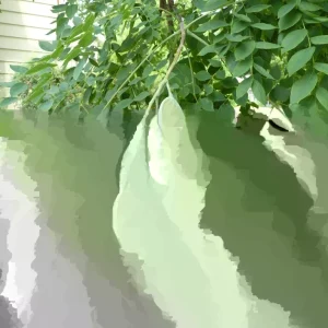 Kentucky Coffee Tree Live Plant, Gymnocladus dioicus, 8-16 Inches Tall - Image 1