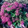 Pentas New Look Violet Seeds - 500 Count Flowering Annual for Outdoor Gardens - Image 1