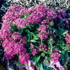 Pentas New Look Violet Seeds - 500 Count Flowering Annual for Outdoor Gardens - Image 1