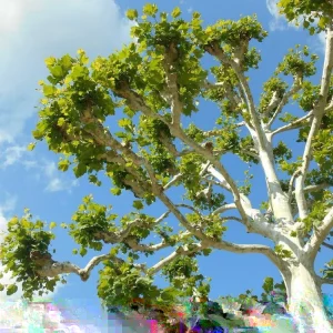 American Sycamore Tree Live Plant, Platanus occidentalis, 18+ Inches, Set of 2 - Image 3