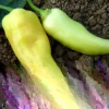 Sweet Banana Pepper Seeds - 50+ Count Seed Packet for Gardening - Image 1