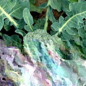 Broccoli Hancock Seeds - 500 Count Vegetable Seeds for Outdoor Planting - Image 1