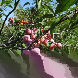 Wild Plum Tree Live Plant - 12-18 Inches Tall, Prunus spp. Outdoor - Image 3