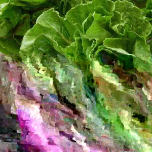 BUTTERHEAD (BUTTERCRUNCH) LETTUCE 50+ SEEDS Lactuca sativa var. capitata - Image 2