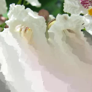 Northern Catalpa Tree Seeds - 100+ Seed Pack - Outdoor Flowering Tree Seeds - Image 2