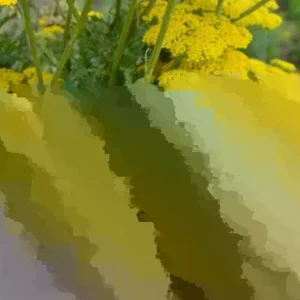 Firefly Sunshine Yellow Yarrow Live Perennial Plant - 6+ Inches Tall, Outdoor, Set of 2 - Image 2