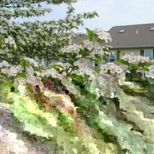 Green Hawthorn Tree Live Starter Plants - 16 to 24 Inches Tall, Set of 2 - Image 1