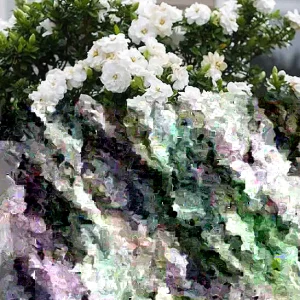 Kleim's Hardy Gardenia Live Plant - 6-10 Inches Tall, Fragrant Evergreen Shrub - Image 1