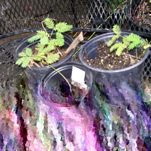 Mimosa Tree Seeds - 50 Count Pack - Outdoor Flowering Albizia julibrissin - Image 3