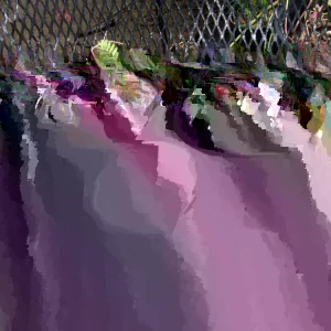 Mimosa Tree Seeds - 50 Count Pack - Outdoor Flowering Albizia julibrissin - Image 2