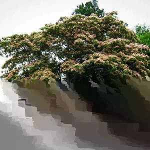 Mimosa Tree Seeds - 50 Count Pack - Outdoor Flowering Albizia julibrissin - Image 7