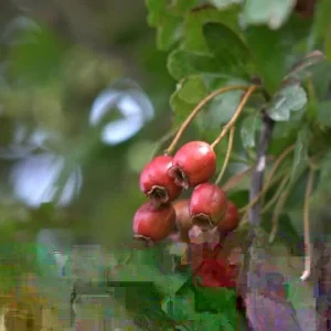 Green Hawthorn Live Tree – Crataegus viridis – Flowering Starter Plant 16-24 Inches – Outdoor - Image 1