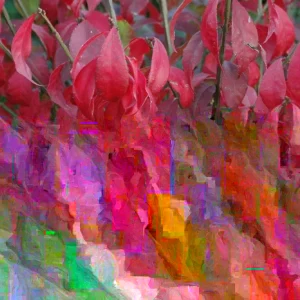 Burning Bush Live Bare Root Seedling Plant 4-8 Inches - Deciduous, Outdoor - Image 3