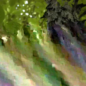 Shellbark Hickory Tree Live Plant - 18+ Inches Tall, Set of 2 Bare Root - Image 1