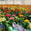 Zinnia Short Stuff Mix Seeds - 100 Dwarf Zinnia Elegans Flower Seeds for Outdoor Gardens - Image 1