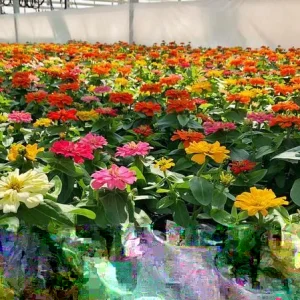 Zinnia Short Stuff Mix Seeds - 100 Dwarf Zinnia Elegans Flower Seeds for Outdoor Gardens - Image 1