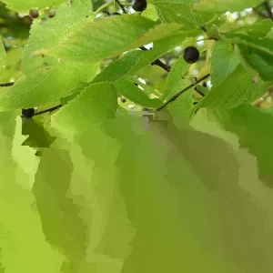 Hackberry Tree (Celtis occidentalis) Live Bare Root Plant - 16+ Inches Outdoor - Image 1