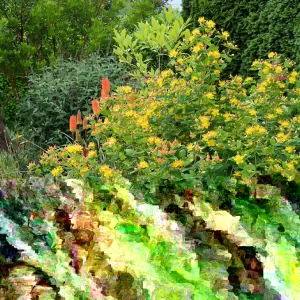 St. John's Wort Hypericum Hidcote Live Plant 12+ Inches Tall Bare Root Perennial - Image 3