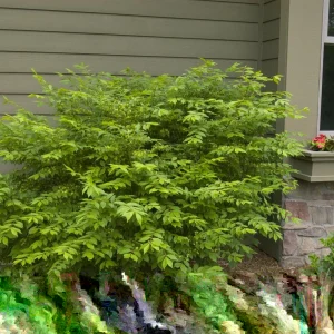 Burning Bush (Euonymus alatus) Live Bare Root Plant - 12+ Inches Tall - Set of 2 Outdoor Shrubs - Image 5