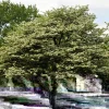 Washington Hawthorn Tree Live Plant 18-24 Inches Tall, 2-3 Years Old, Outdoor - Image 1
