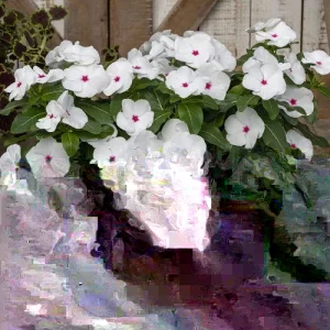 Vinca Hotlik Peppermint Seeds - 500 Count Annual Flower Seeds Outdoor - Image 2