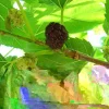 Red Mulberry Live Plant - 16-24 Inches Tall, 1-2 Year Olds, Bare Root, Set of 2 - Image 1