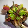 Adult Venus Flytrap Live Plant – Dionaea Muscipula – 3 inch Pot – Carnivorous - Image 1