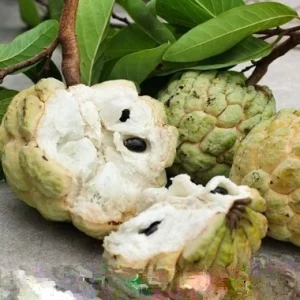 20 Organic Sugar Apple Seeds - Annona Squamosa Tropical Fruit Plant - Image 3