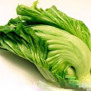 1000+ Kekkyu Takana Oriental Mustard Seeds - Gai Choy, Brassica Juncea Vegetable - Image 3