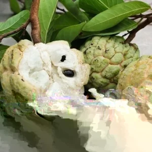 20 Organic Sugar Apple Seeds - Annona Squamosa Tropical Fruit Plant Seeds - Image 3