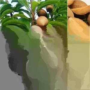 10 Florida Sapote Seeds - Manilkara Zapota Nispero Fruit Seeds - Tropical - Image 3