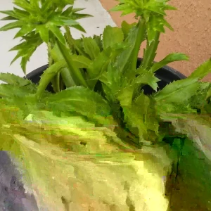 Culantro Seeds - Eryngium Foetidum (Ngo Gai) - 200+ Fresh Herb Seeds for Planting - Image 2