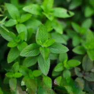 10 Chocolate Mint Live Plants - Culinary Herb Mentha Perennial for Garden - Image 3