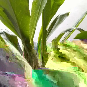 Ngo Gai Culantro Live Plants - 4-5 Potted Eryngium foetidum Recao Coriander - Image 3